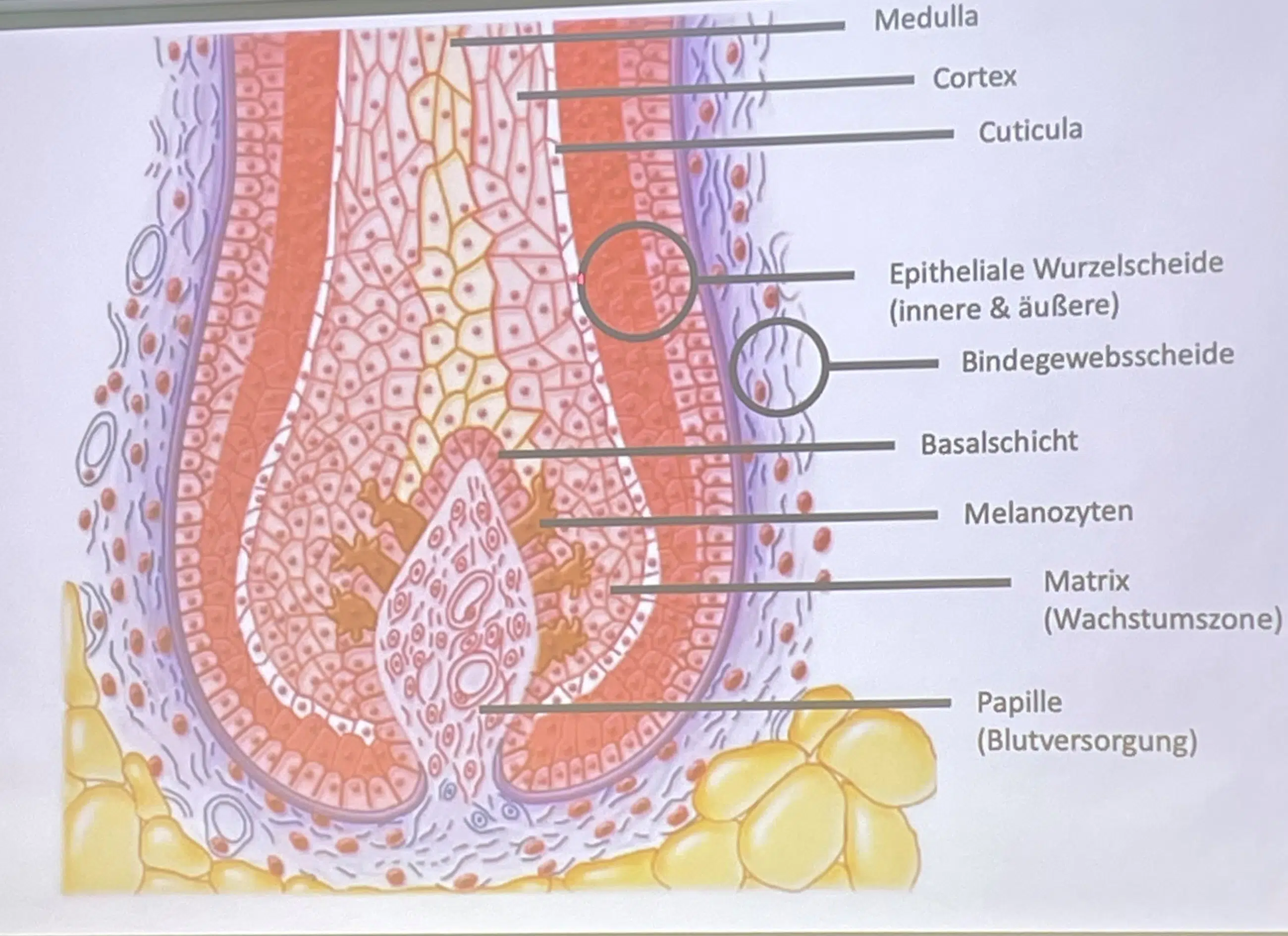haarentfernung-haar-querschnitt