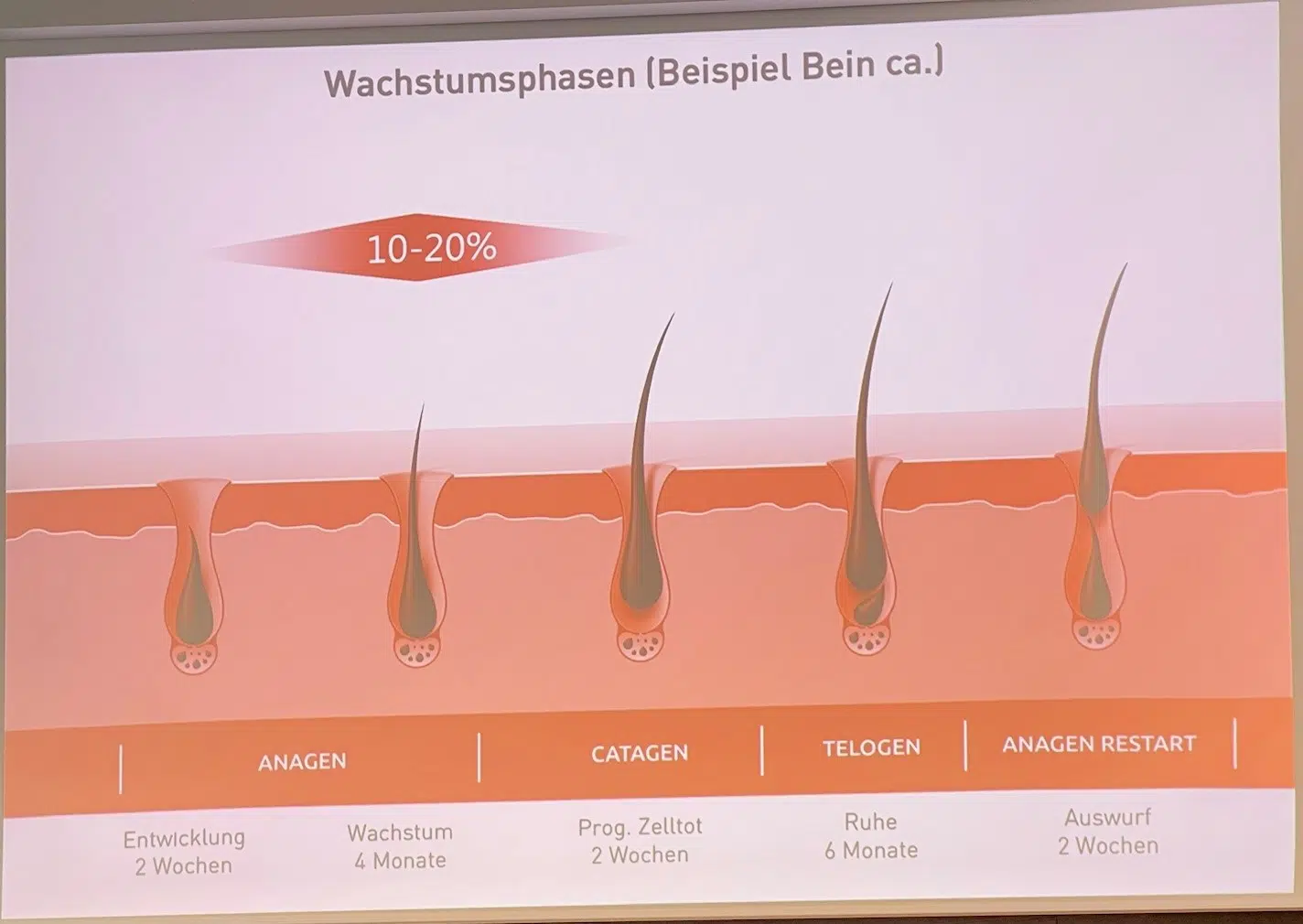 haarentfernung-wachstumsphasen